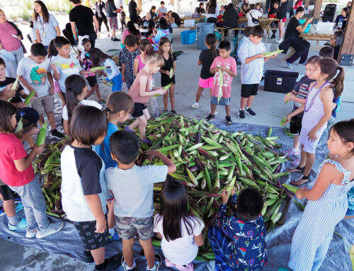 GALLERY: 2024 Winnebago Tribe Indian Corn Harvest With Ho-Chunk Farms